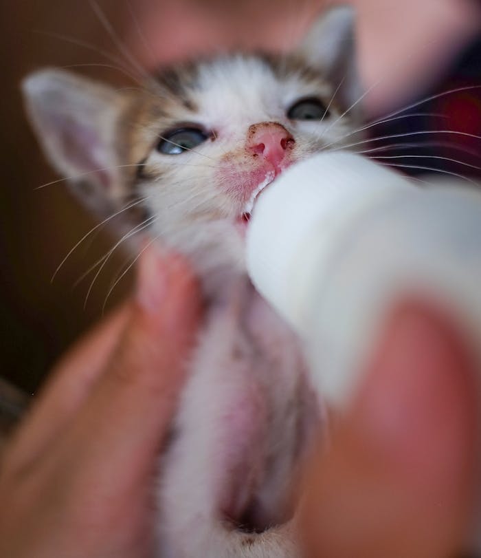 Pexels Photo 34698793