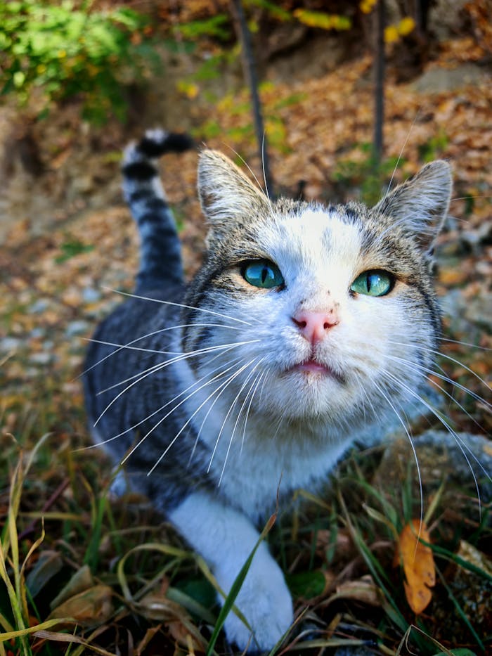 pexels photo 34786175 Adorable cat with striking blue eyes exploring in an autumn landscape.
