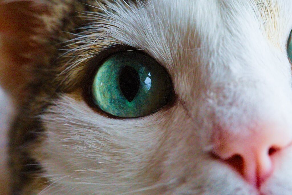 pexels photo 34812830 Detailed close-up image of a cat's eye showcasing vibrant green hues and intricate fur patterns.