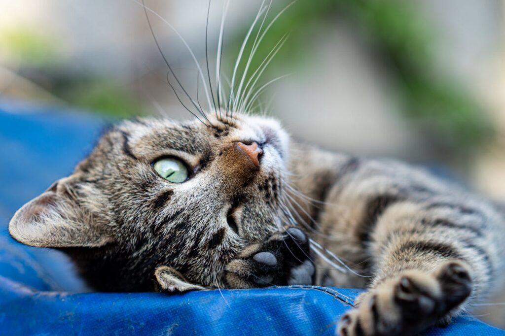 pexels photo 34852191 A serene tabby cat lying on a blue surface, enjoying a sunny day.